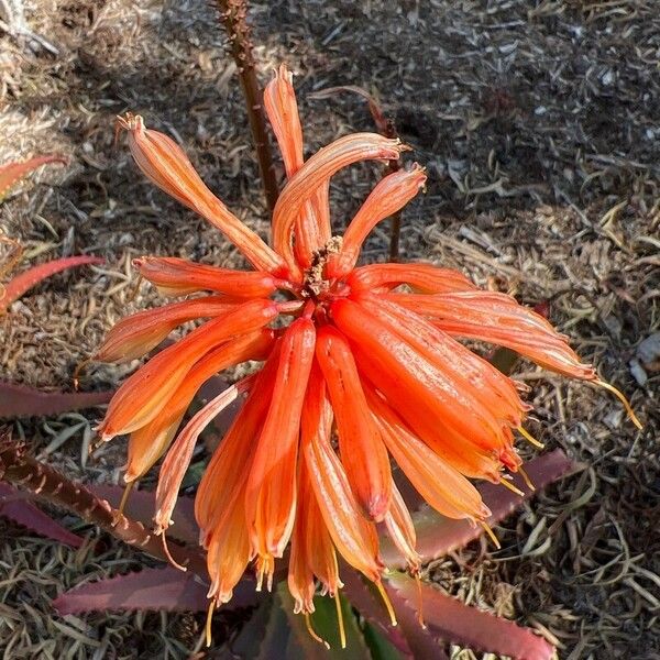 Aloe cameronii Цветок