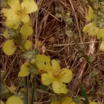 Verbascum pulverulentum Lorea