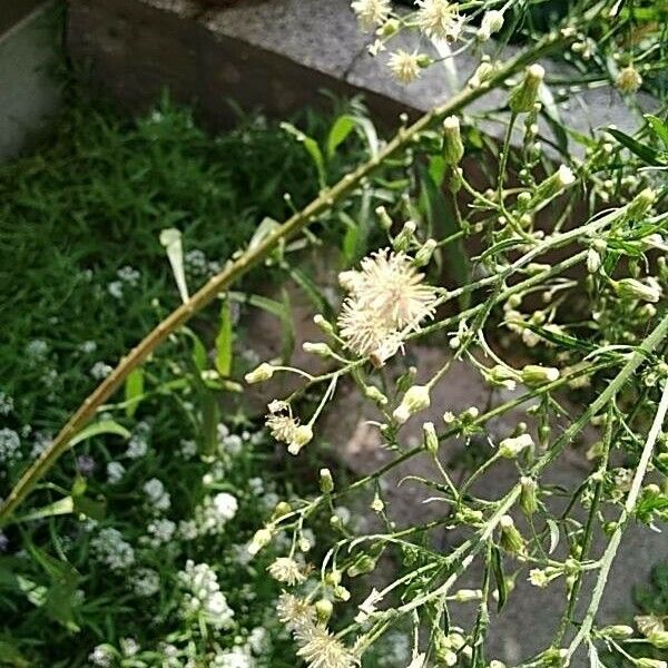 Erigeron sumatrensis Цветок