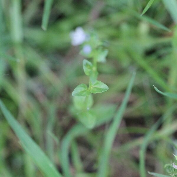 Veronica serpyllifolia Hostoa