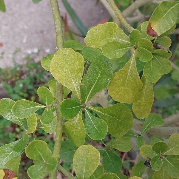 Gardenia cornuta Leaf