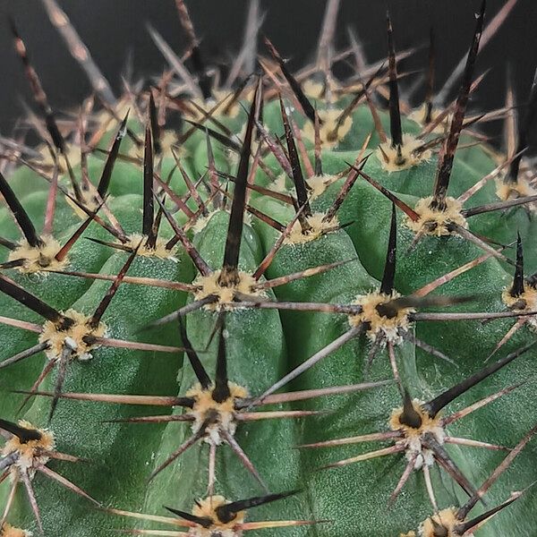 Echinopsis aurea Leaf