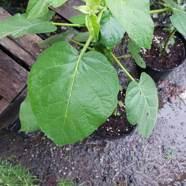 Solanum abutiloides Yaprak