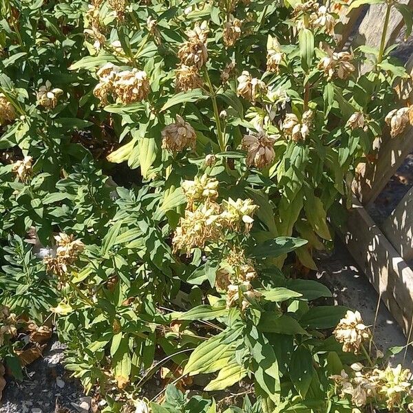 Saponaria officinalis Habitus