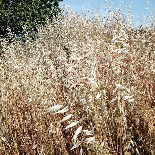 Avena strigosa Folha