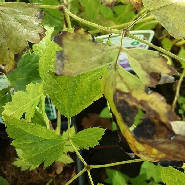 Actaea racemosa 叶