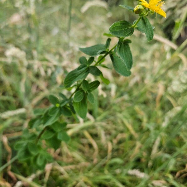 Hypericum maculatum Агульны выгляд