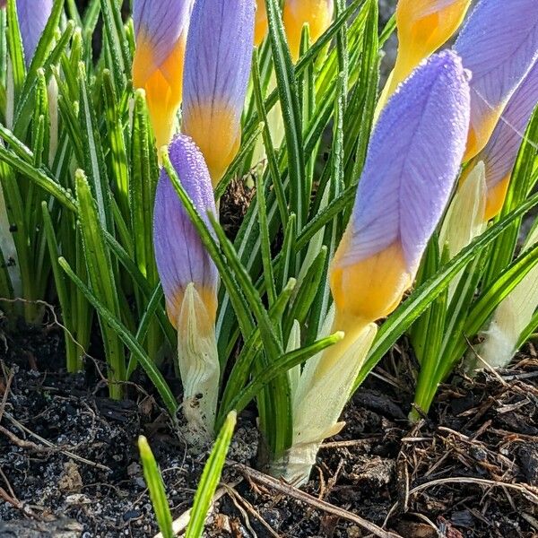 Crocus versicolor Flower