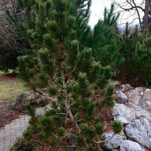 Pinus cembra عادت داشتن