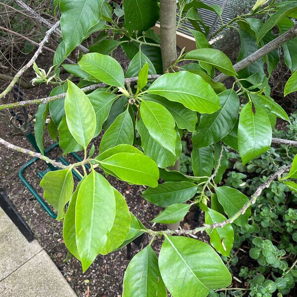 Magnolia champaca 叶