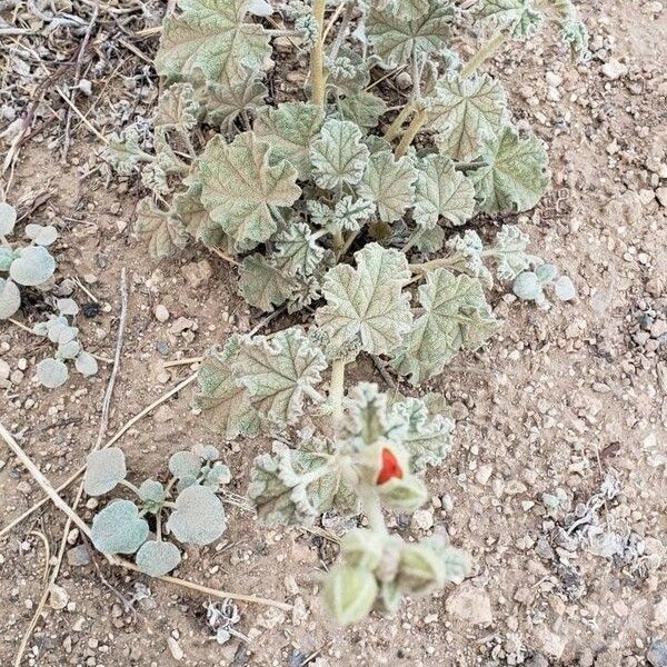 Sphaeralcea ambigua Лист