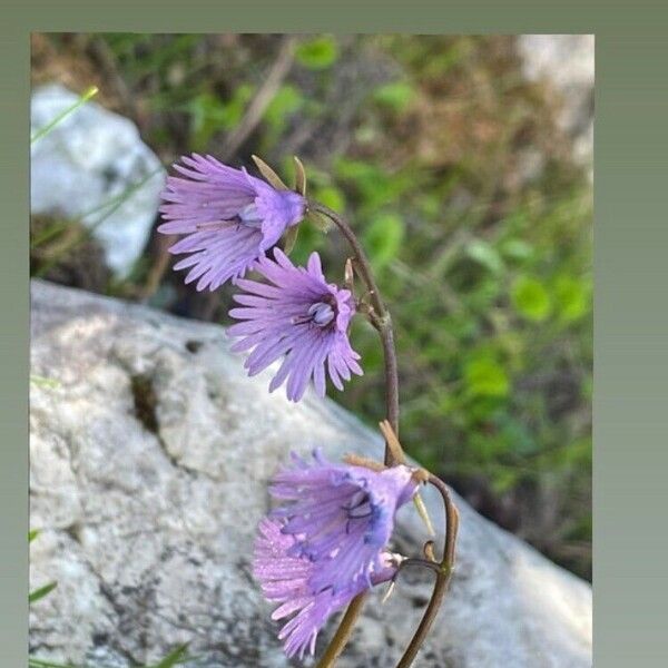 Soldanella alpina Floare