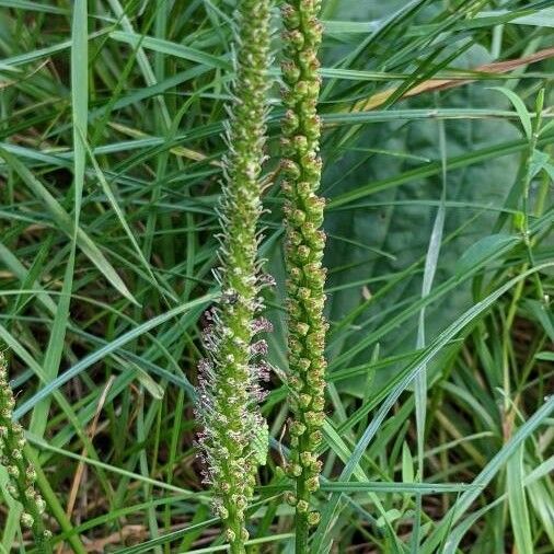 Plantago major Кветка