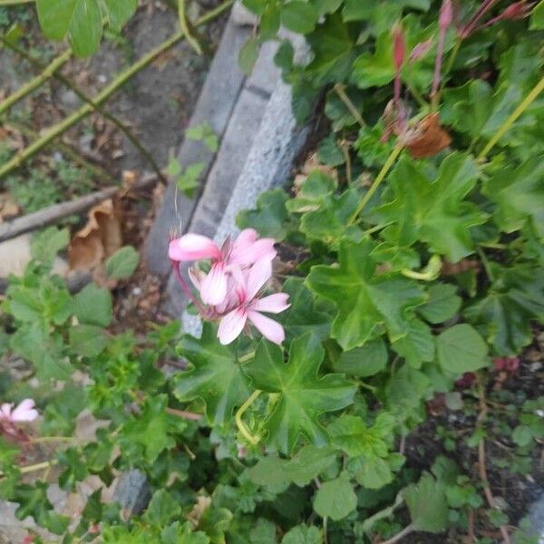 Pelargonium peltatum Flower