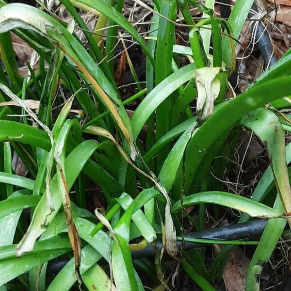 Zephyranthes rosea Leht