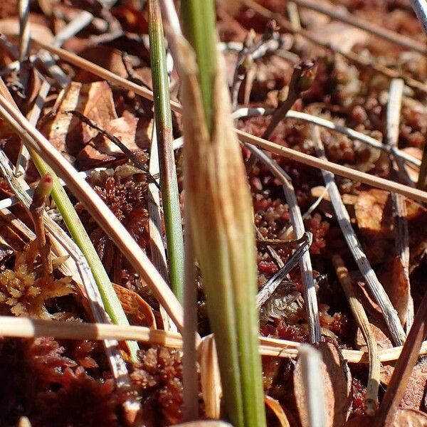 Eriophorum vaginatum Bark