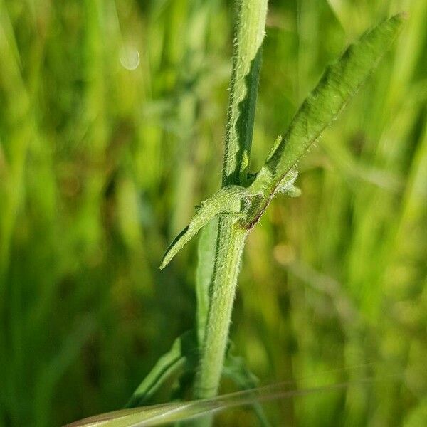 Sisymbrium officinale Corteccia