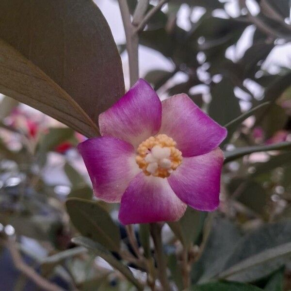 Lagunaria patersonia Květ