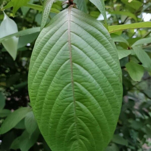 Mussaenda frondosa 葉