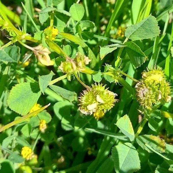 Medicago polymorpha ᱮᱴᱟᱜ