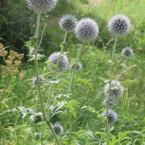 Echinops sphaerocephalus Blodyn