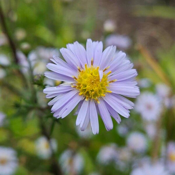 Symphyotrichum novi-belgii Flower