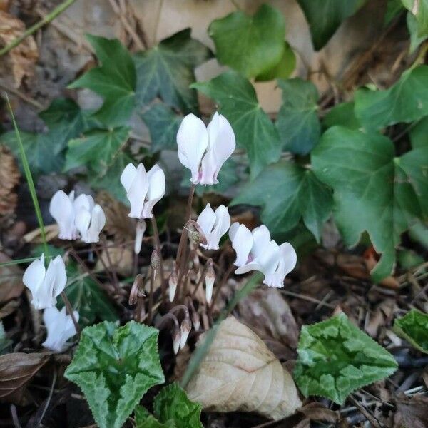 Cyclamen hederifolium പുഷ്പം