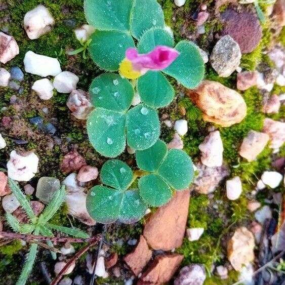 Oxalis purpurea পাতা