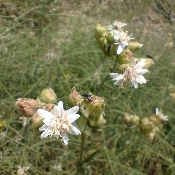 Adenostemma mauritianum Lorea