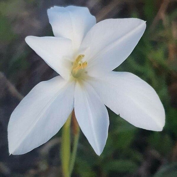 Gladiolus candidus Fiore