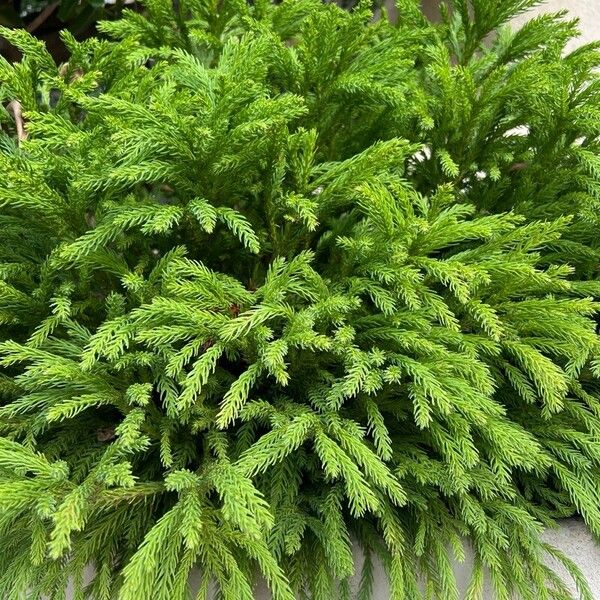 Cryptomeria japonica पत्ता