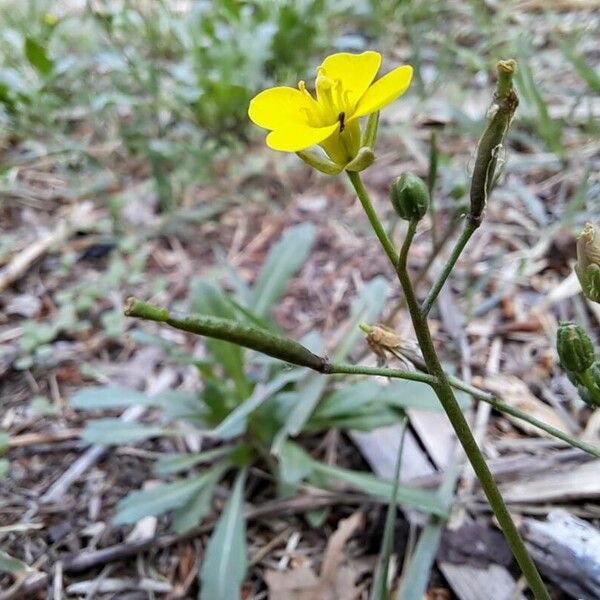 Diplotaxis muralis Owoc