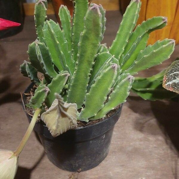 Stapelia gigantea Листок