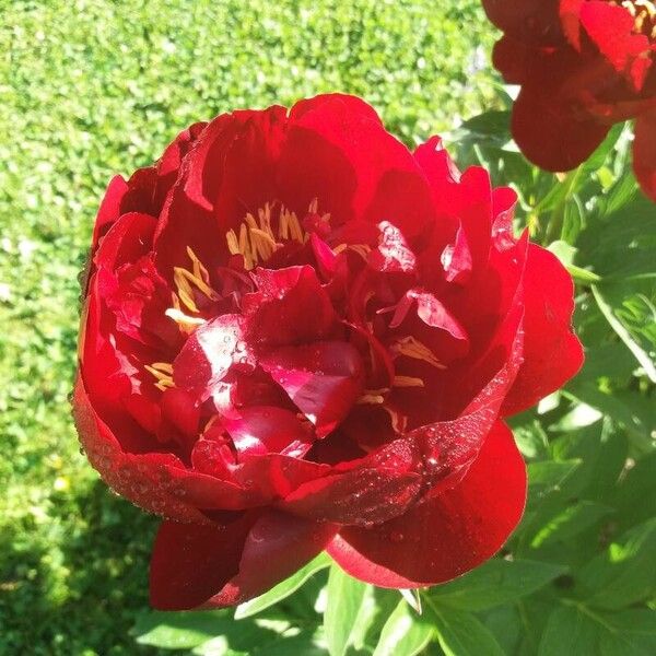 Paeonia officinalis Blüte