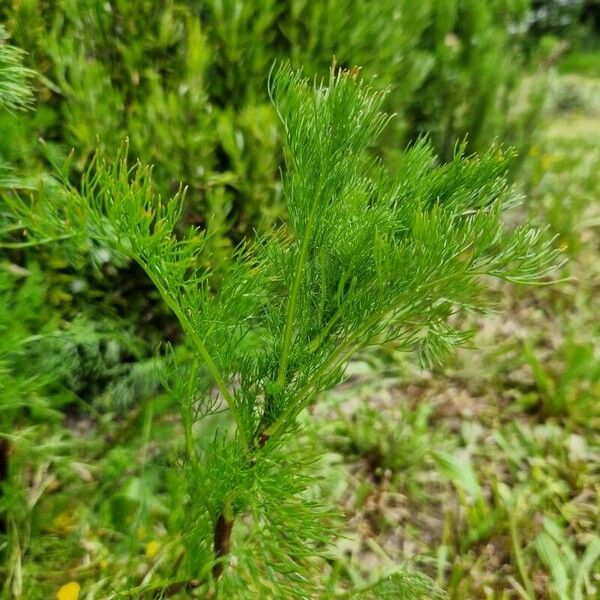 Artemisia abrotanum Leaf