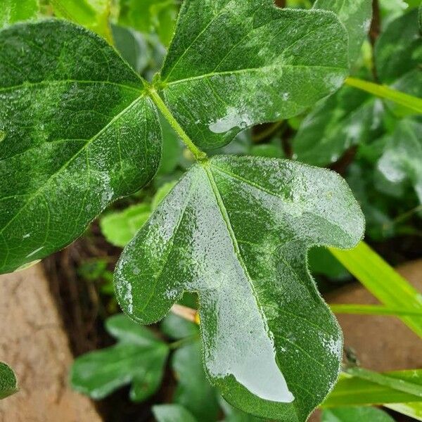 Vigna frutescens Blad