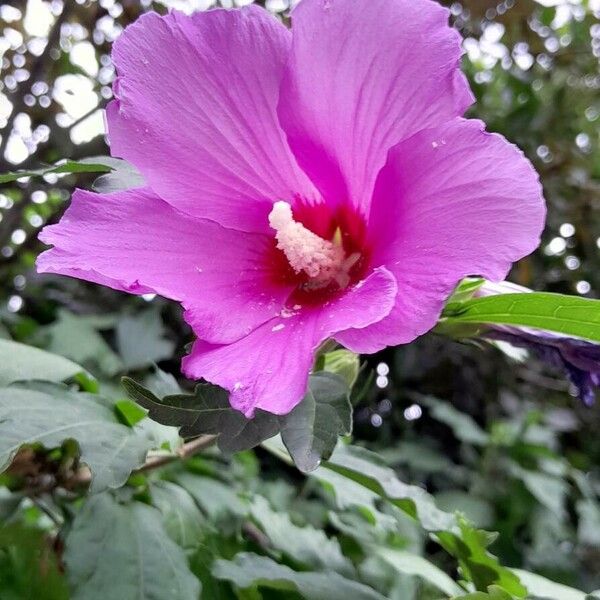 Hibiscus syriacus Flor