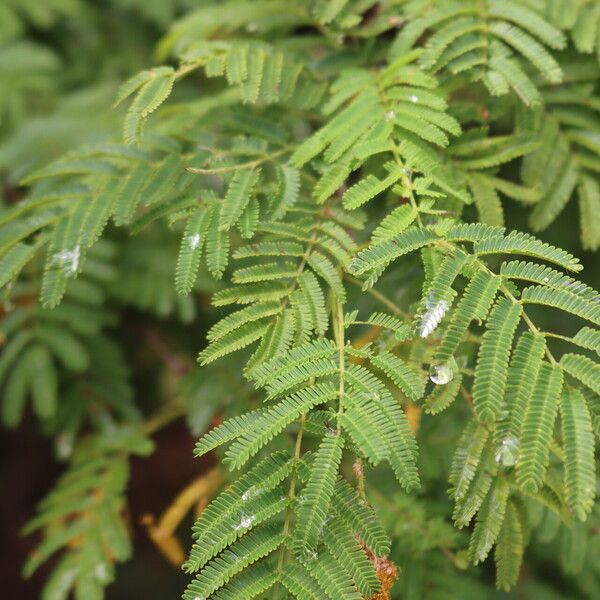 Dichrostachys cinerea Blad