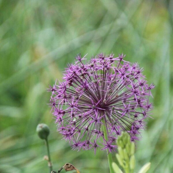 Allium nigrum Flower