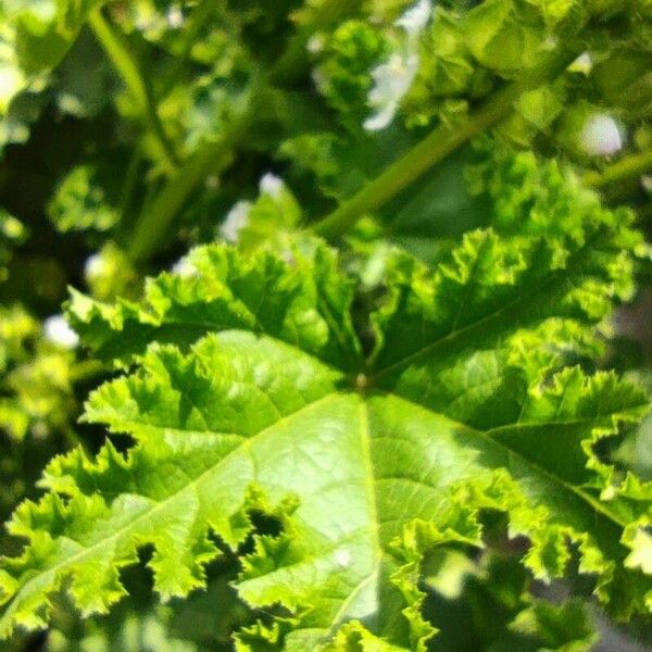 Malva verticillata Foglia