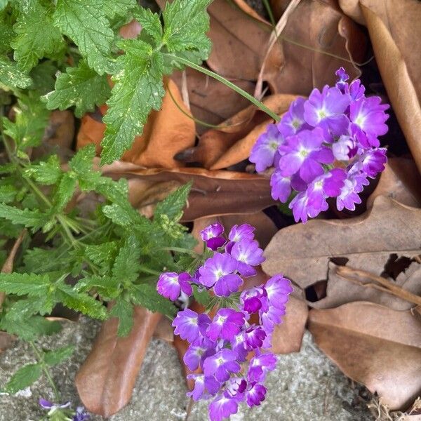 Verbena rigida Flower