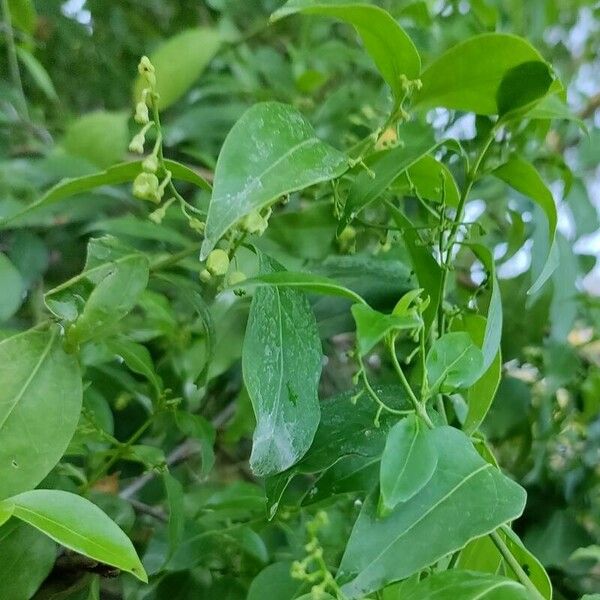 Chiococca alba Flower