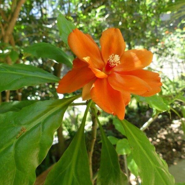 Leuenbergeria bleo Flor