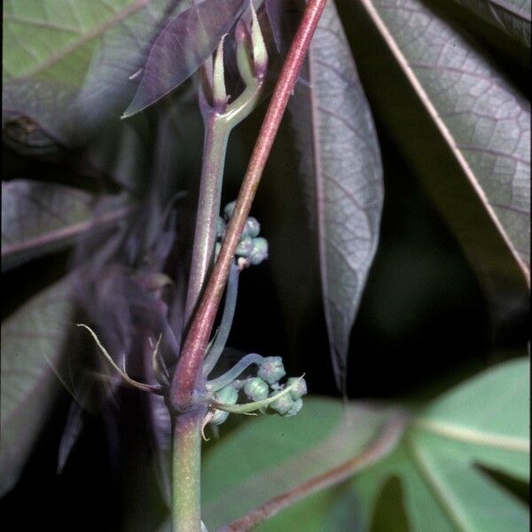 Manihot esculenta Blodyn