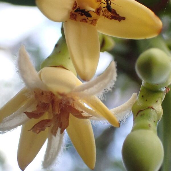 Rhizophora mucronata Blomma