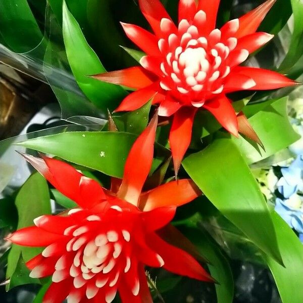 Guzmania monostachia 花