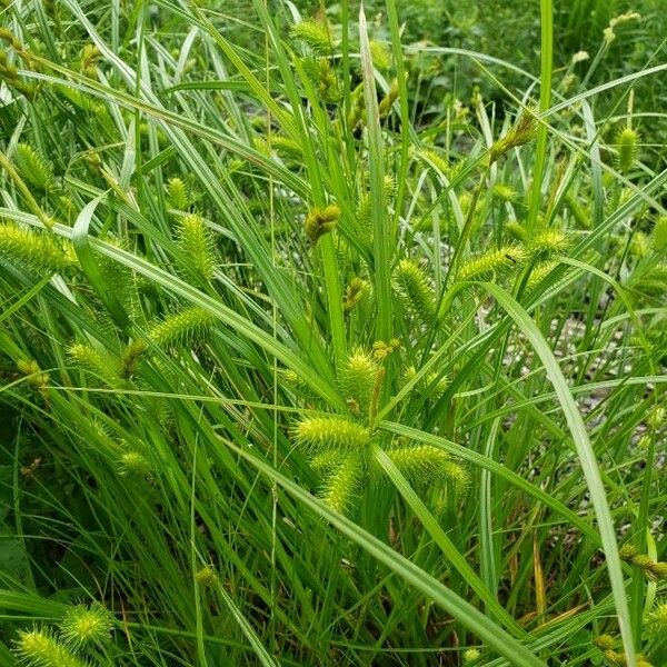 Carex comosa Fulla