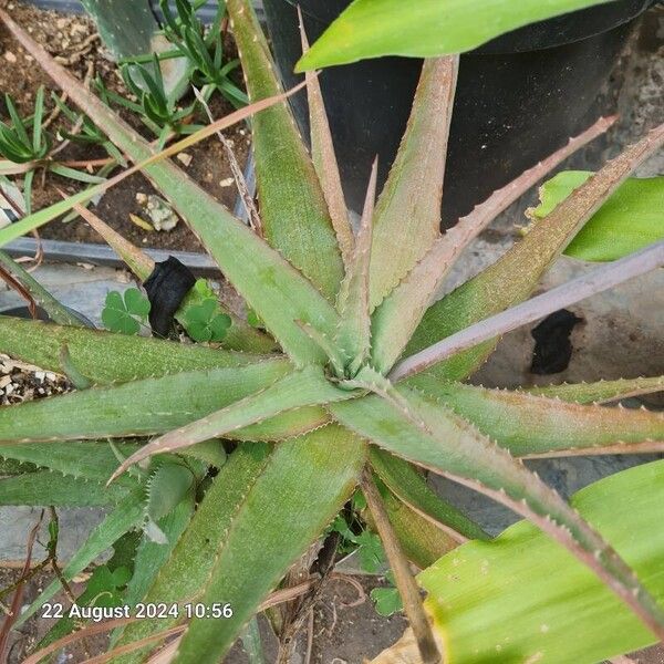 Aloe pictifolia Folha