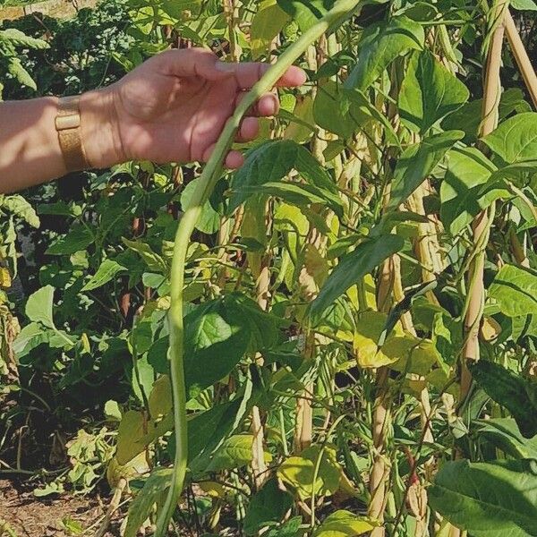 Vigna unguiculata Плід