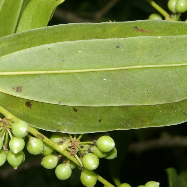 Smilax domingensis 葉